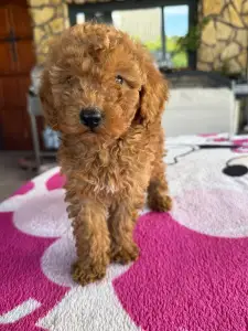 Poodle Miniature - Red