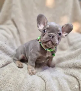 Francia bulldog - Lali