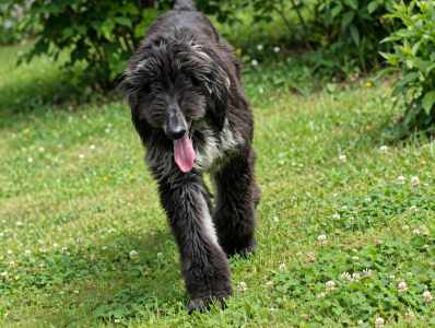 Afghan Hound - Xelina