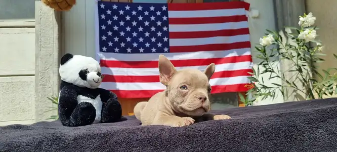 American Bully - Exotic - Yoda