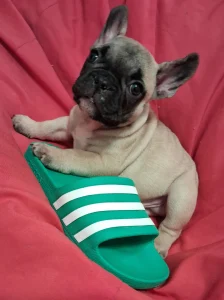 Francia bulldog - Hero From Lilis Breed