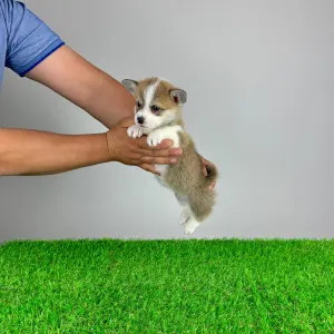 Corgi galez Pembroke - Penny