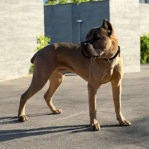 Cane Corso - Timoniere Quintiliano