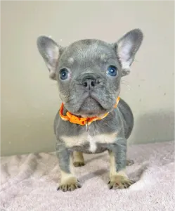 French Bulldog - Naomi