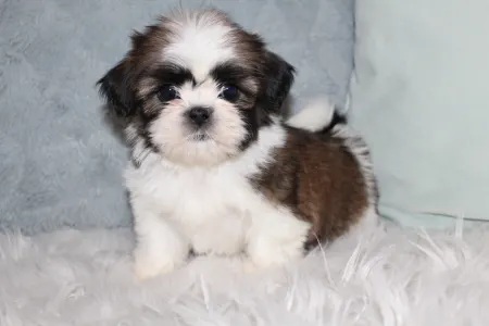 Shih Tzu - Amira