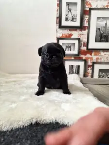 Pug - Quirky Queen