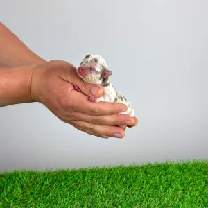 Chihuahua - Chocolatta