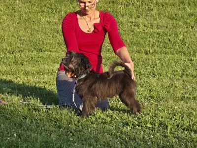 Tibetan Terrier - Giancarlo 