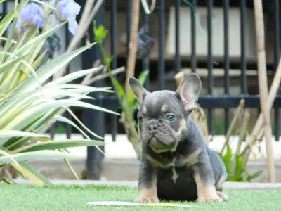 Bulldog francese - Max