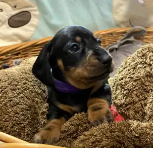 Teckel - Miss Purple