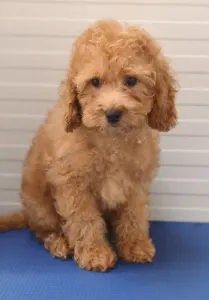 Cavapoo - Uno