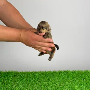 German Pomeranian Spitz - Cheddar