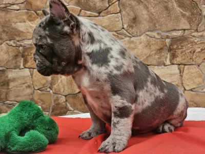 Bouledogue français - Bianka