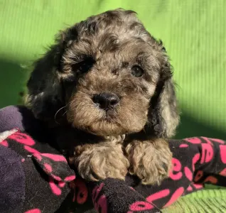 Cavapoo - Monk
