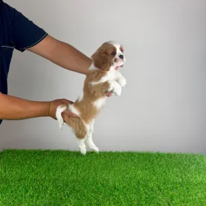 Cavalier King Charles spániel - Alex