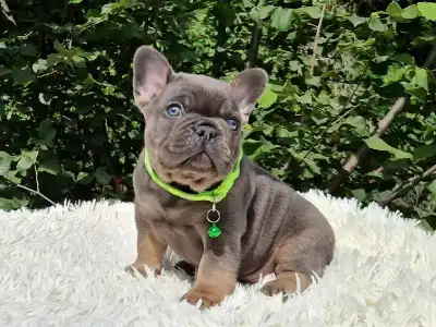Französische Bulldogge - Bingó