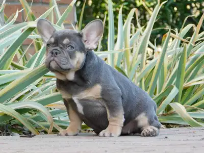 Francuski buldog - Gemma