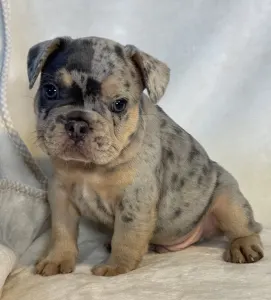 French Bulldog - Nico