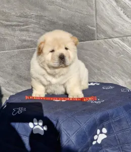 Chow Chow - Zara