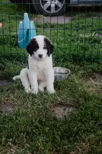 Landseer - Aiko