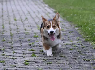 Welsh Corgi Pembroke - Hermes The Playful From Farm Of Happy Dogs