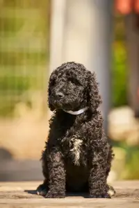 French Water Dog - Flash