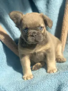 Francia bulldog - Derek