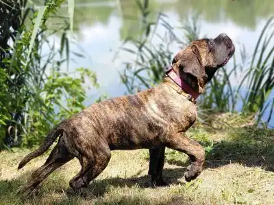 Cane Corso - Aares