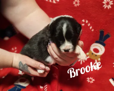 Border Collie - Brooke