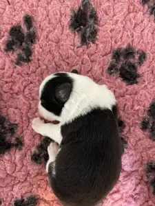 Border Collie - Sötétkék Nyakörv /fekete Kan