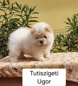 Chow chow - Ugor