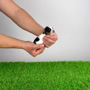 Biewer Terrier - Rider