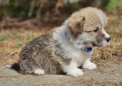 Pembroke Welsh Corgi - Thomas