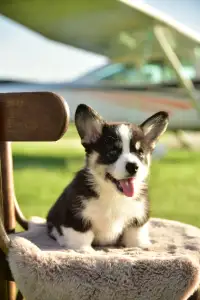 Pembroke Welsh Corgi - Gingers Heritage Captain Tailwind 