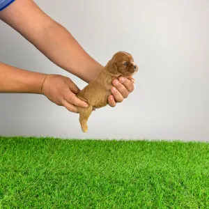 Cavalier King Charles Spaniel - Eddie