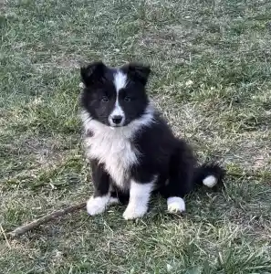 Border Collie - Gvinet