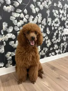 Caniche Nain - Samu