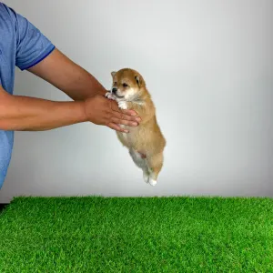 Shiba - Whoops