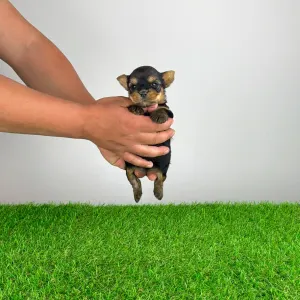 Yorkshire Terrier - Wolke