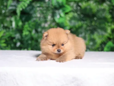 German Pomeranian Spitz - Leonardo๐