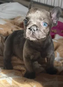 Französische Bulldogge - Blue