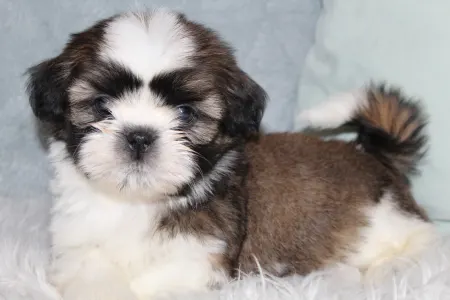 Shih Tzu - Astor