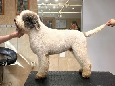 Wasserhund der Romagna - Abavár