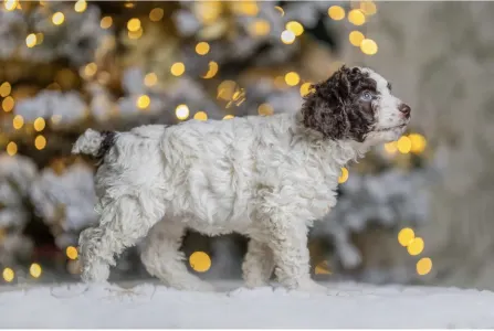 Spanyol vízikutya - El Cuevo Del Cuco