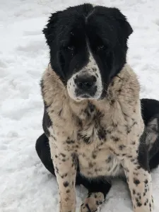 Central Asia Shepherd Dog - Vagiza Iz Zamka Larisi