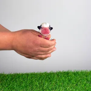 Boston Terrier - Hoja