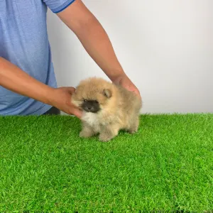 Pomeranian - Horace