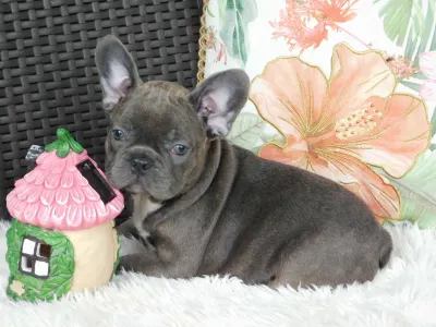 French Bulldog - Zyva