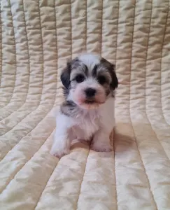 Havanese - Sabina