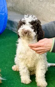 Romagna Water Dog - Grammi Gummi